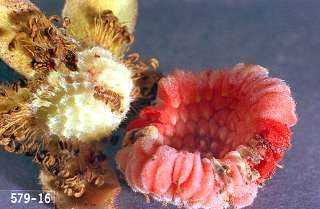 Western Raspberry Fruitworm